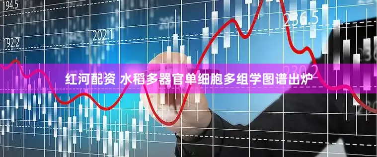 红河配资 水稻多器官单细胞多组学图谱出炉